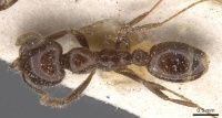 Solenopsis gayi casent0913892 d 1 high.jpg