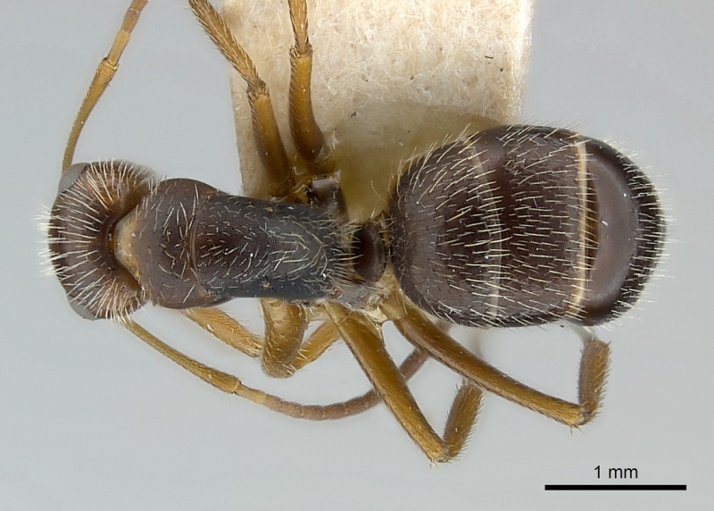 File:Camponotus biolleyi casent0217613 d 1 high.jpg