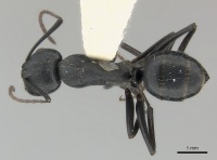 Camponotus distinguendus casent0217641 d 1 high.jpg