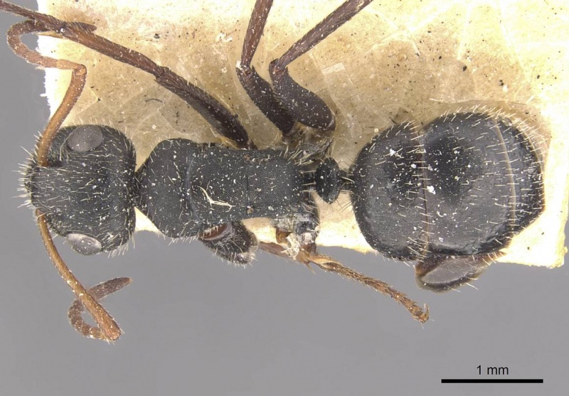 File:Camponotus emeryodicatus casent0910751 d 1 high.jpg