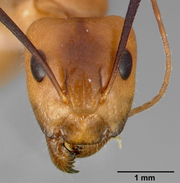 File:Camponotus fragilis casent0005344 head 1.jpg