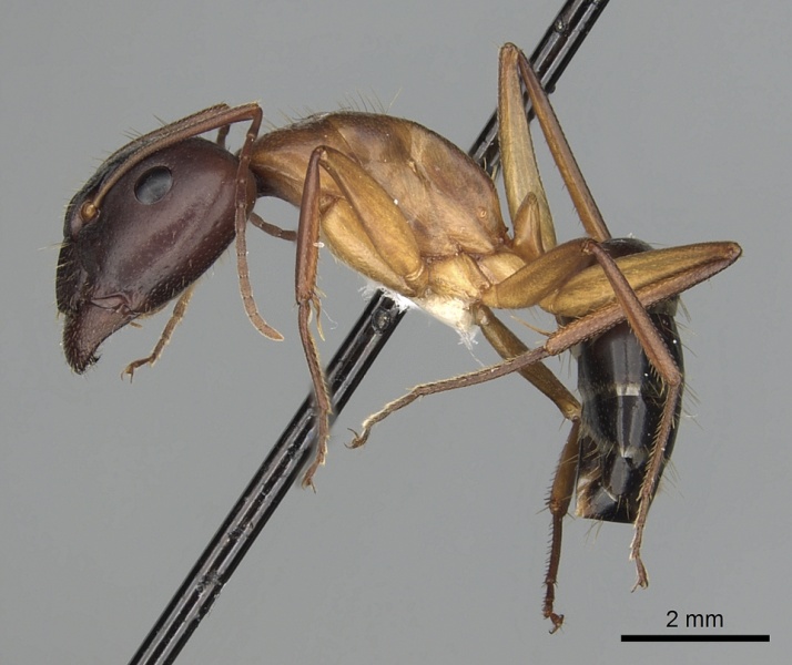 File:Camponotus pilicornis casent0249993 p 1 high.jpg