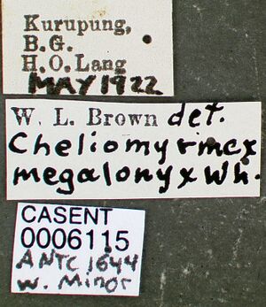 Cheliomyrmex megalonyx casent0006115 label 1.jpg
