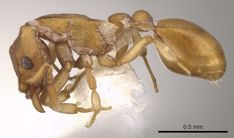 File:Colobostruma unicorna P casent0900009.jpg