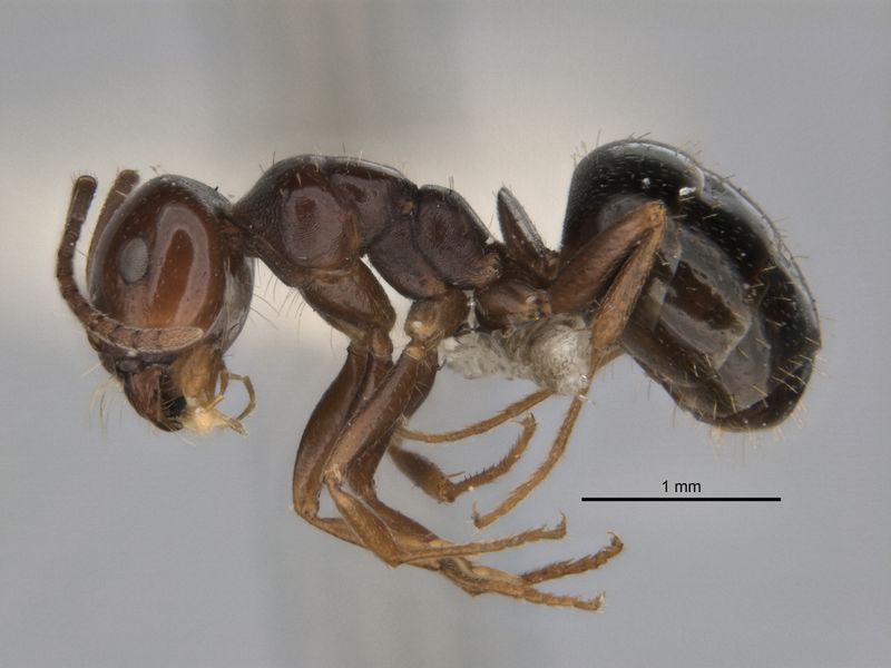 File:Melophorus castanopus major side ANIC32-900176.jpg