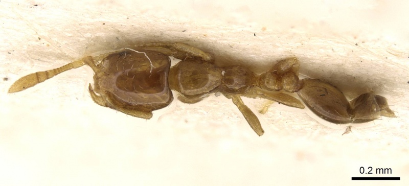 File:Monomorium orientale casent0914393 d 1 high.jpg