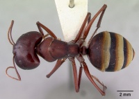 Camponotus aurocinctus casent0172173 dorsal 1.jpg