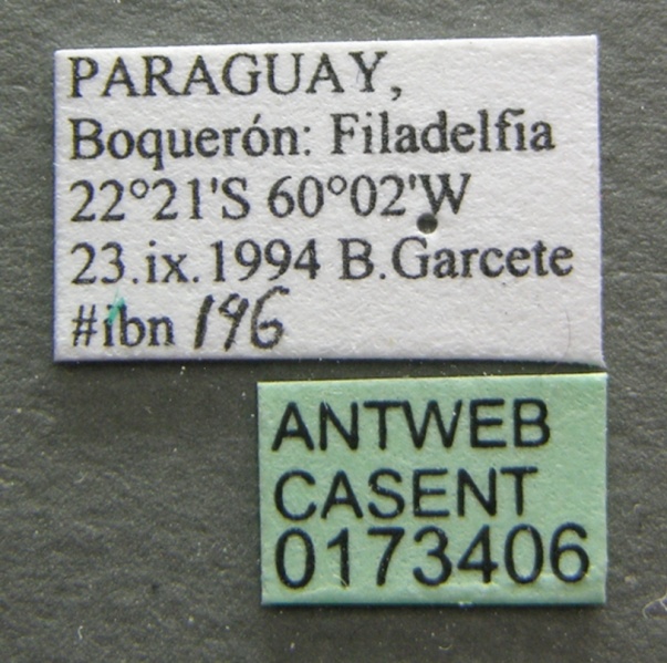 File:Camponotus crassus casent0173406 label 1.jpg