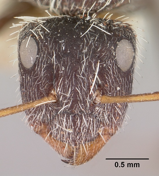 File:Camponotus voeltzkowii casent0101377 head 1.jpg