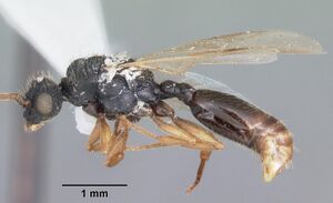 Cephalotes varians casent0103760 profile 1.jpg