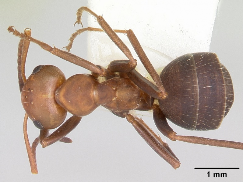 File:Formica calviceps casent0103235 dorsal 1.jpg