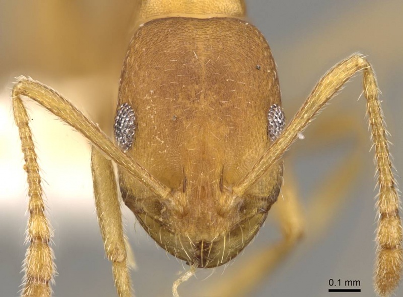 File:Monomorium minor casent0914312 h 1 high.jpg