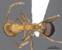 Monomorium subcomae casent0902232 d 1 high.jpg