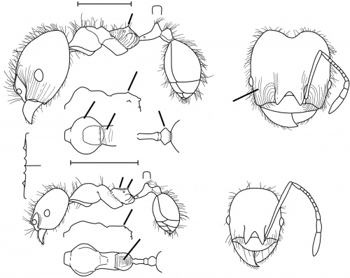 Pheidole diana Wilson 2003.jpg