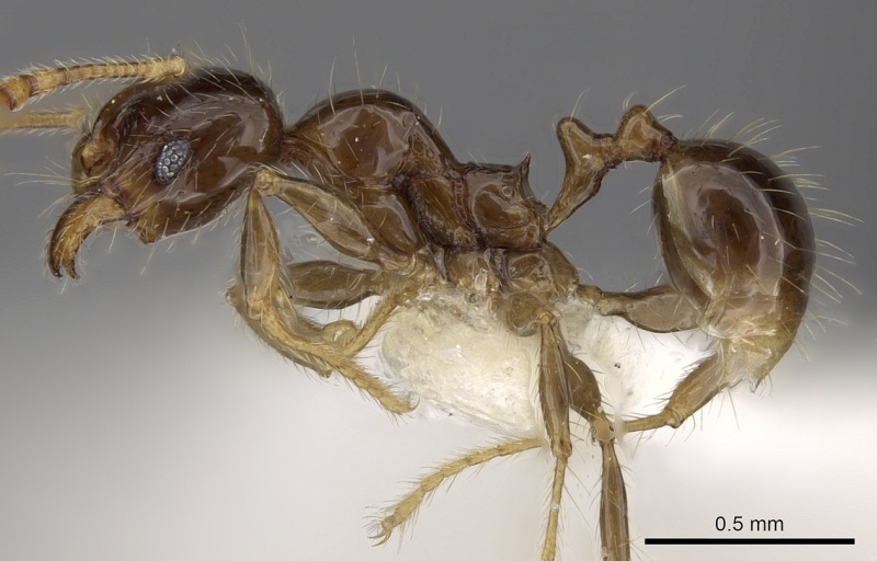 File:Pheidole elisae casent0281690 p 1 high.jpg