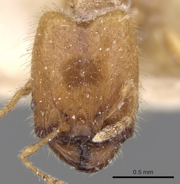 File:Pheidole woodmasoni casent0281686 h 1 high.jpg