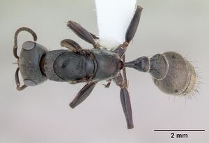 Pseudomyrmex gracilis casent0173762 dorsal 1.jpg