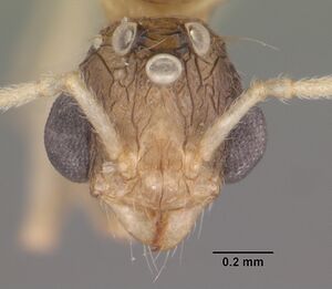 Tetramorium severini casent0102396 head 1.jpg