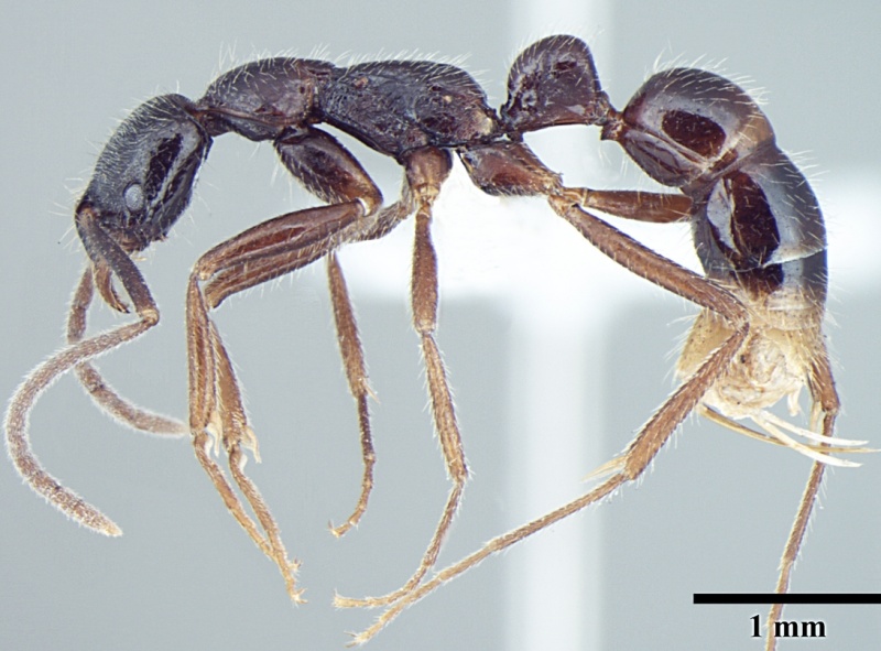 File:Leptogenys transitionis antweb1008005 p 1 high.jpg