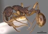 Myrmica angulata P casent0900292.jpg