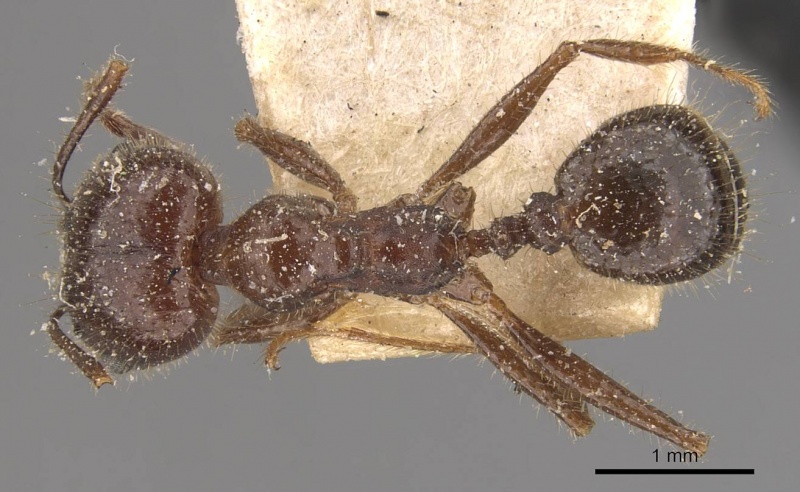 File:Pheidole hirtula casent0908154 d 1 high.jpg