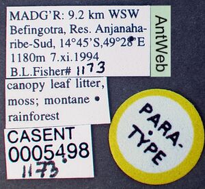 Strumigenys bola casent0005498 label 1.jpg