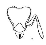 Xu & Zhou 2004-4 Strumigenys-nongba hef.jpg