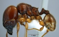 Pheidole antipodum side view