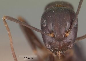 Camponotus quadrimaculatus sellaris casent0102436 head 1.jpg