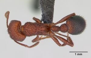 Pogonomyrmex naegelii casent0173119 dorsal 1.jpg