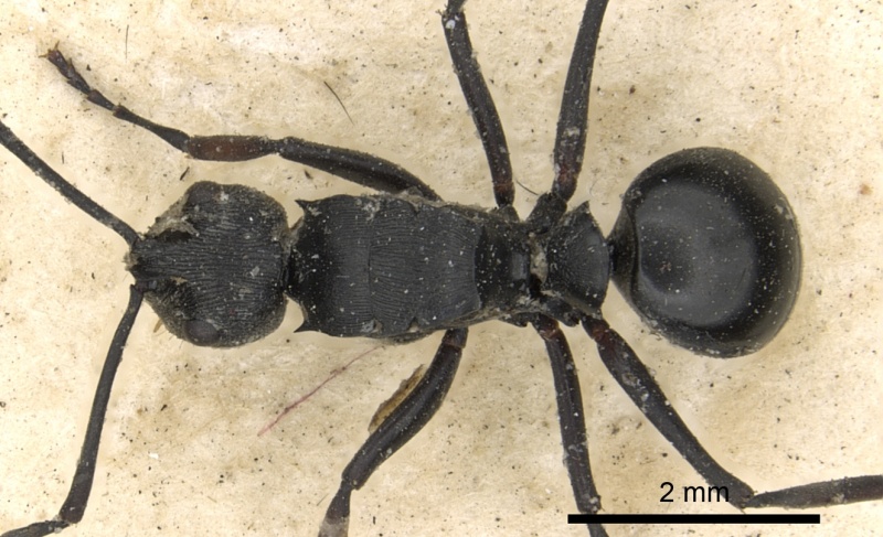 File:Polyrhachis carbonaria casent0901848 d 1 high.jpg