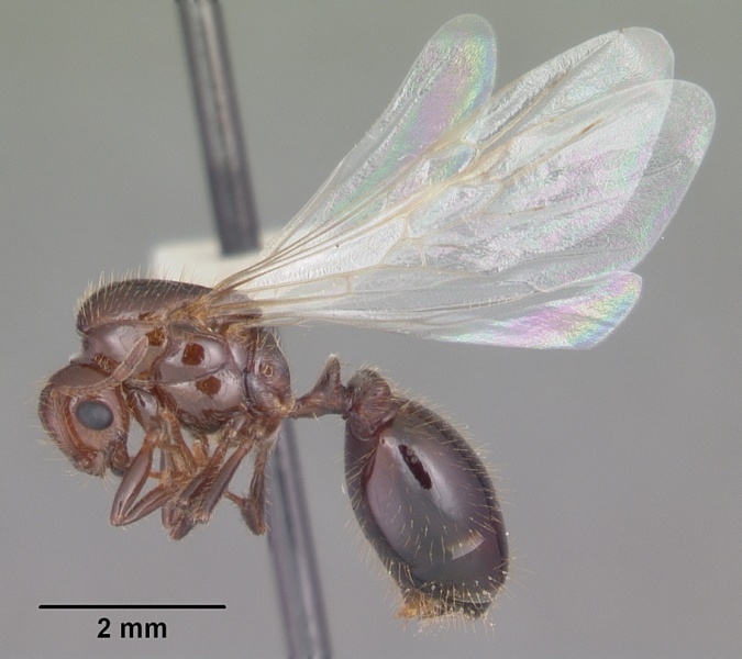 File:Solenopsis invicta casent0104504 profile 2.jpg