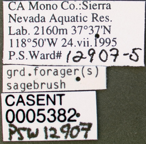 File:Formica neogagates casent0005382 label 1.jpg