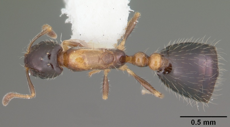 File:Monomorium floricola casent0104088 dorsal 1.jpg