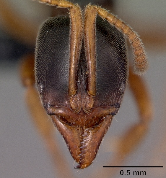 File:Pachycondyla ambigua casent0484649 head 1.jpg