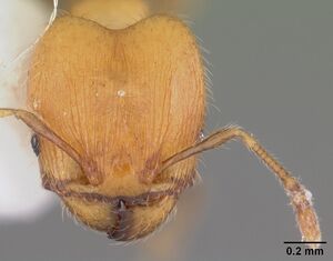 Pheidole flavens casent0104398 head 1.jpg