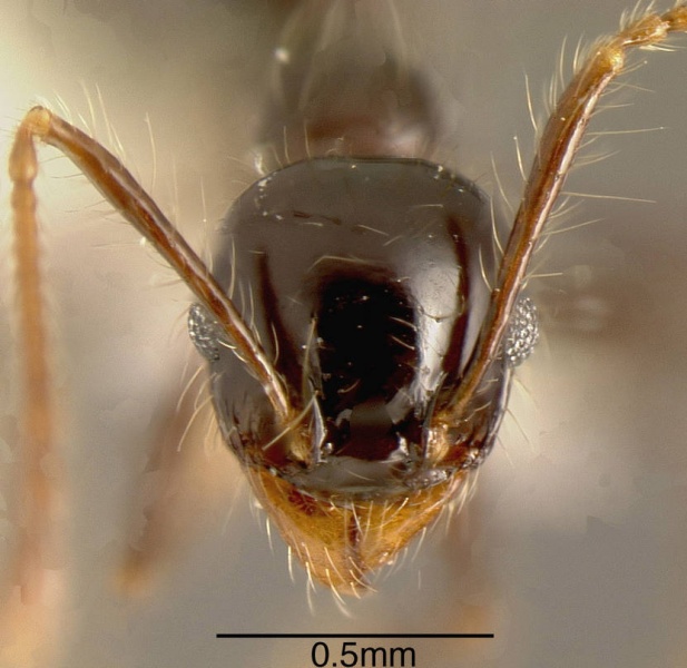 File:Pheidole sensitiva casent0635525 h 1 high.jpg