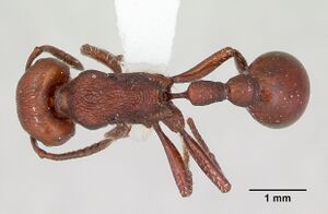 Pogonomyrmex uruguayensis casent0173115 dorsal 1.jpg