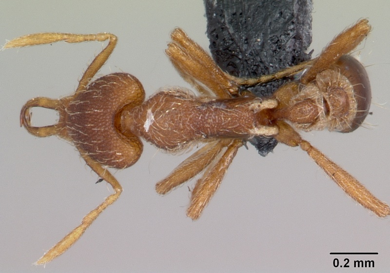 File:Strumigenys godeffroyi casent0060226 dorsal 1.jpg