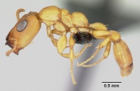 Tetraponera ophthalmica casent0091649 profile 1.jpg