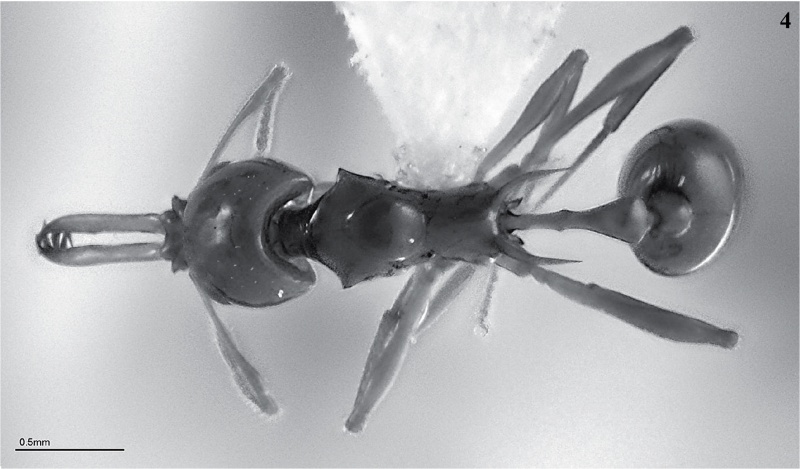 File:Acanthognathus laevigatus had.jpg