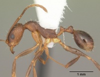 Aphaenogaster carolinensis casent0103574 profile 1.jpg