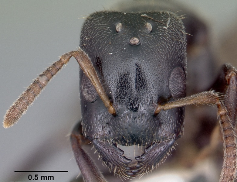 File:Aphomomyrmex afer casent0101213 head 1.jpg