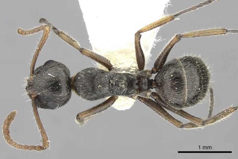 File:Forelophilus philippinensis casent0249120 d 1 high.jpg