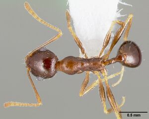 Pheidole clydei casent0005746 dorsal 1.jpg