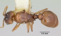 Pheidole inquilina casent0103145 dorsal 1.jpg