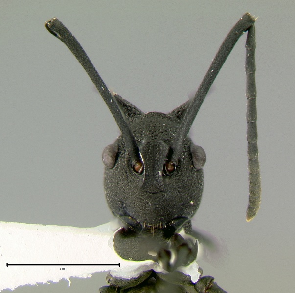 File:Polyrhachis-armataH2x.jpg