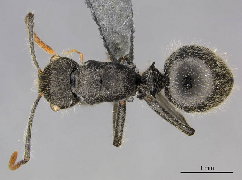 File:Polyrhachis khepra casent0250036 d 1 high.jpg