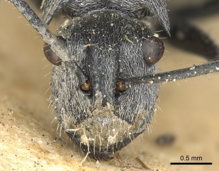 File:Polyrhachis numeria casent0901872 h 1 high.jpg