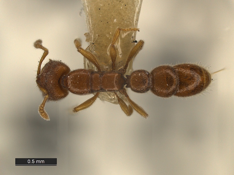 File:Prionopelta-brocha-Holotype-MCZ29838D.jpg